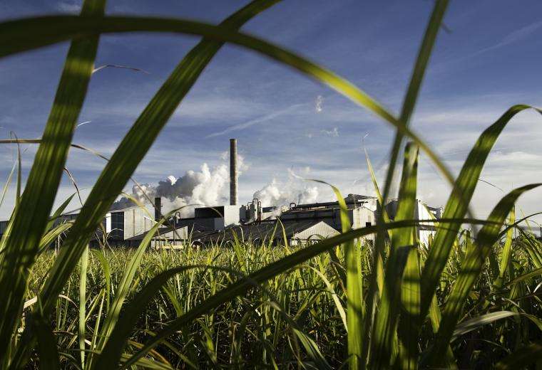 A Regional Agribusiness